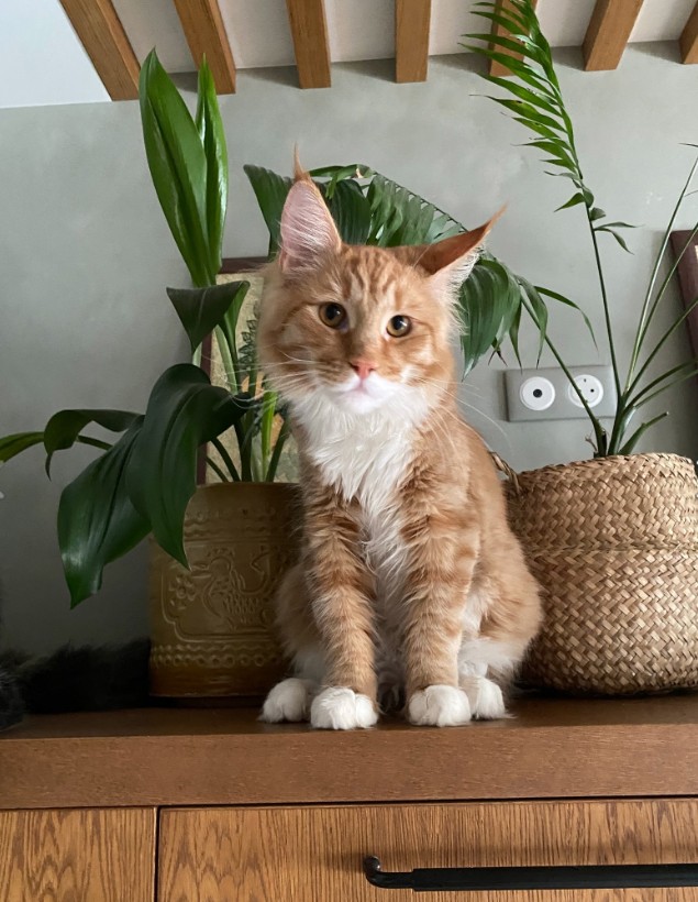 История кота василия от первого лица