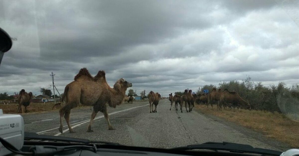 Горбатые бомжи. В славном граде Барнауле...