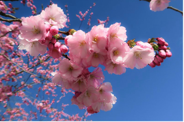 Сакура цветёт