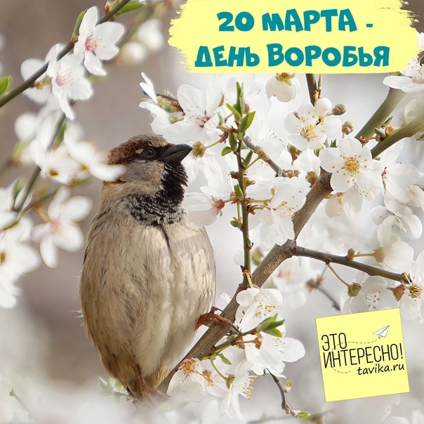 Воробей