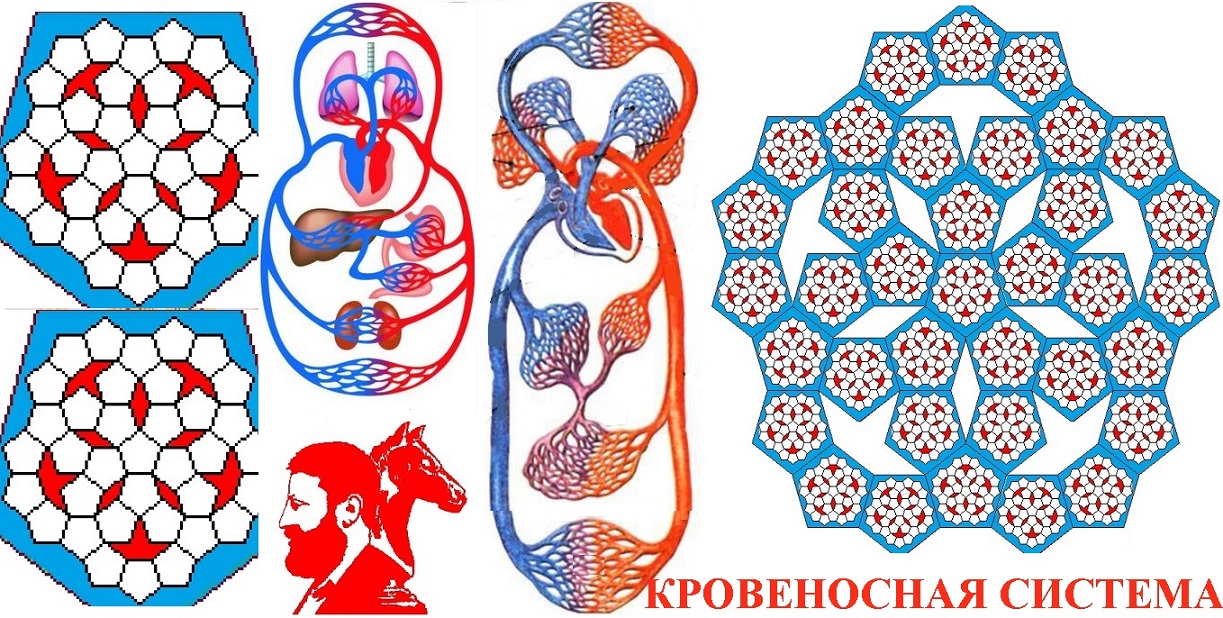 Кровеносная система