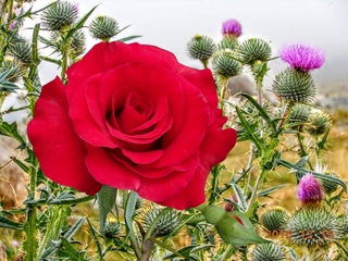 Когда мы любим?