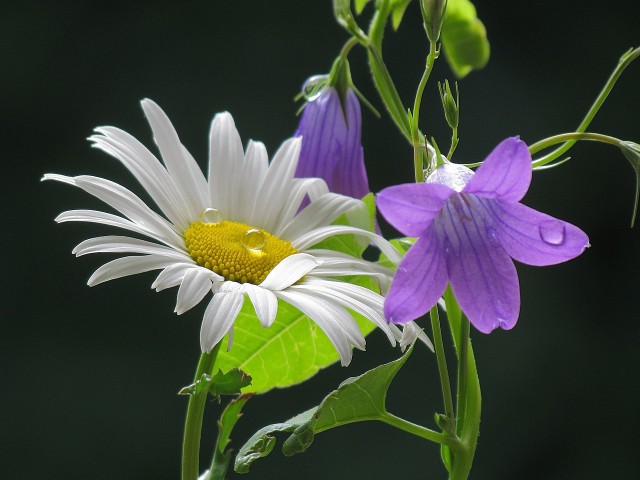Две ромашки