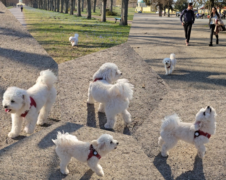 Мальтийская болонка