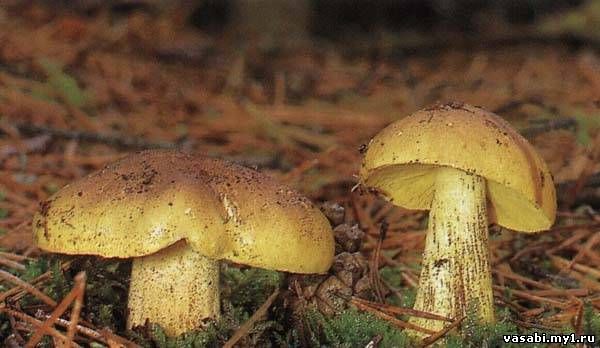 Тихая охота