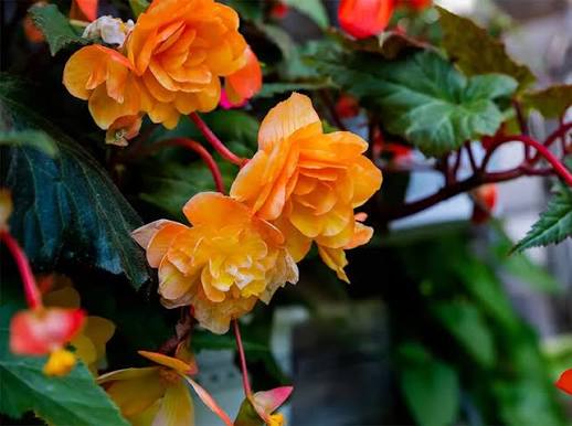 Что чувствуют цветы