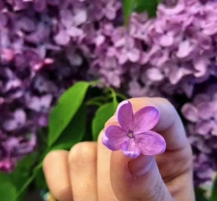 Пять лепестков