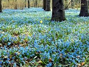 Первоцветы