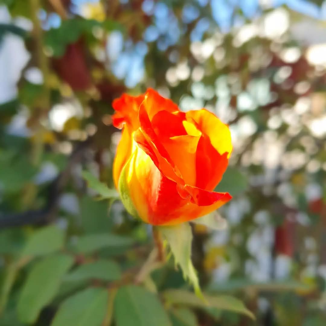 Щербет Блаженства