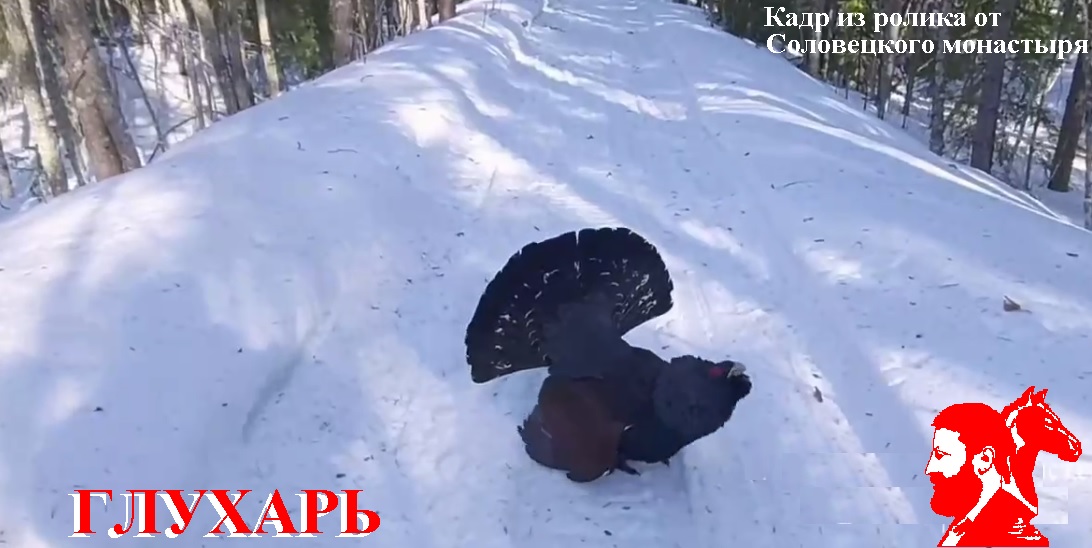 Пополняя коллекцию О. Н. Гавриловой. Глухарь