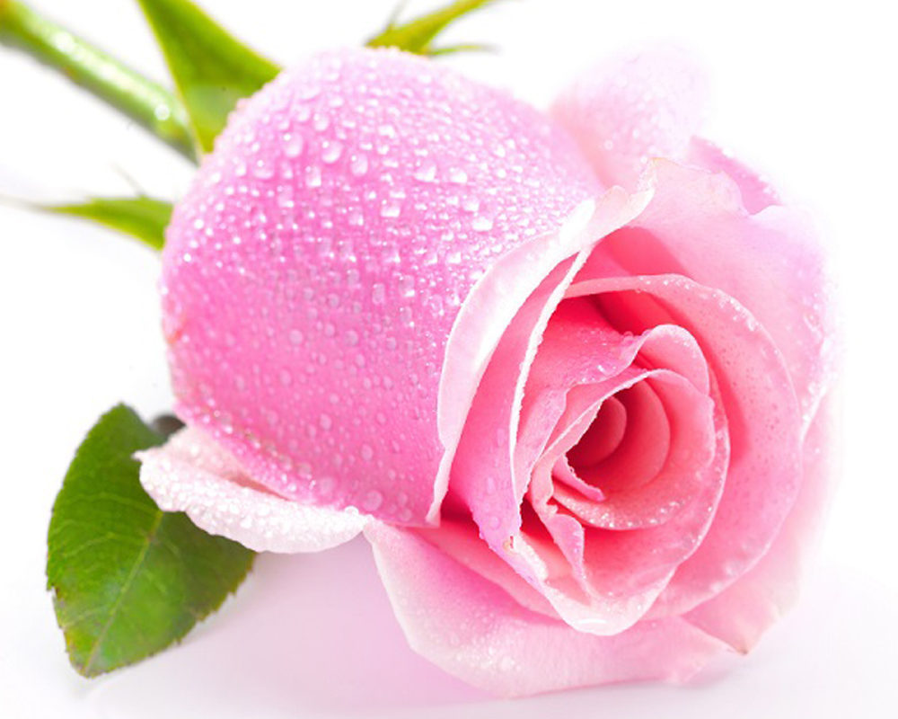 Лене в день рожденья