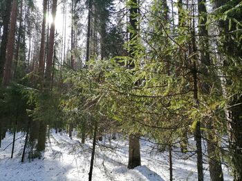 Мартовский лес