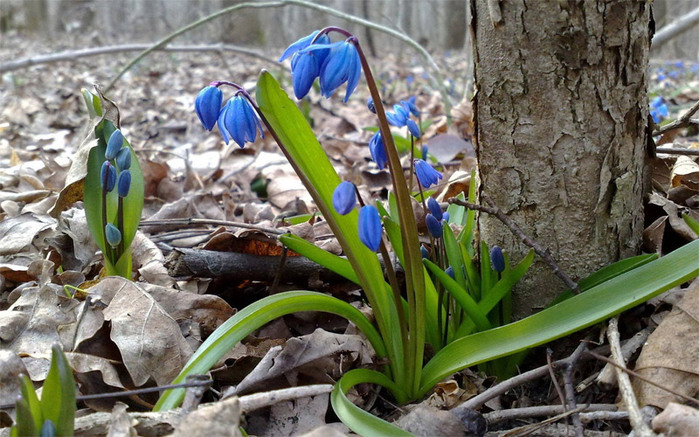 Хочется пролески голубой