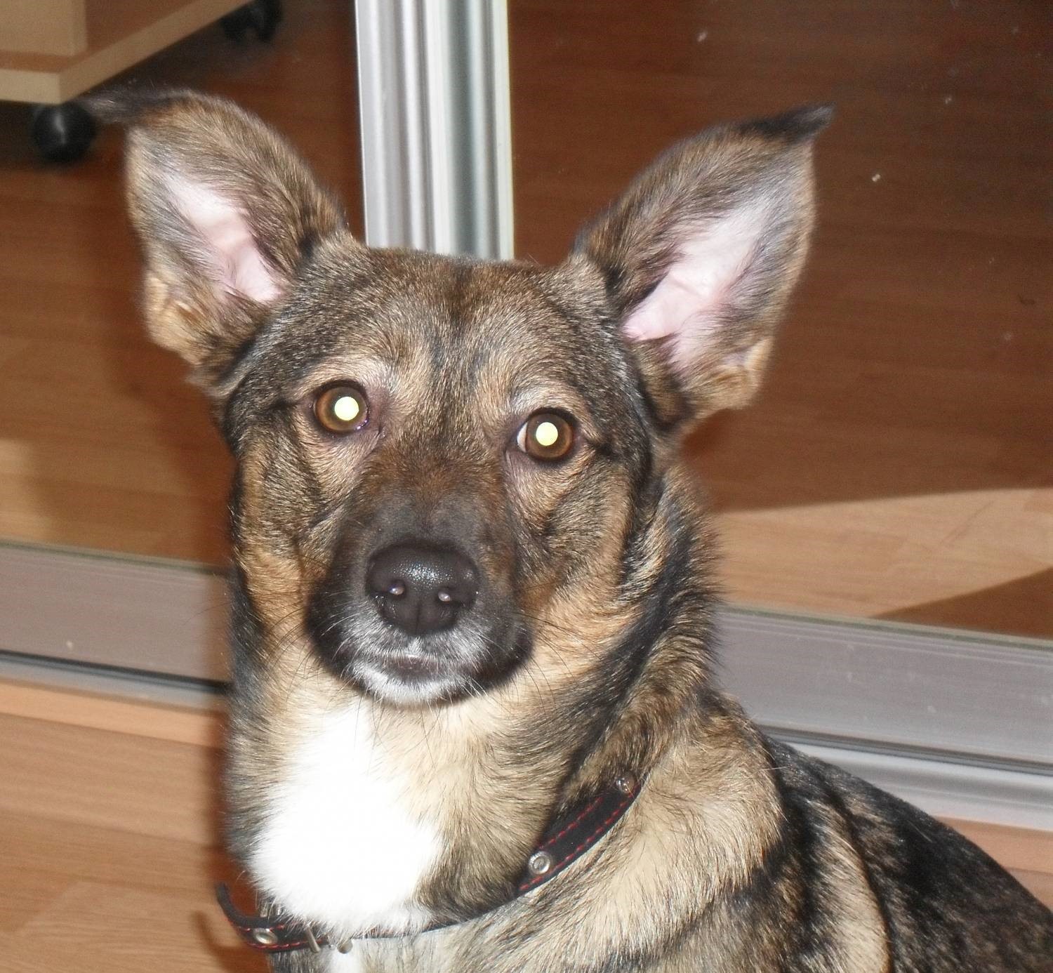 Послушай, Тузик