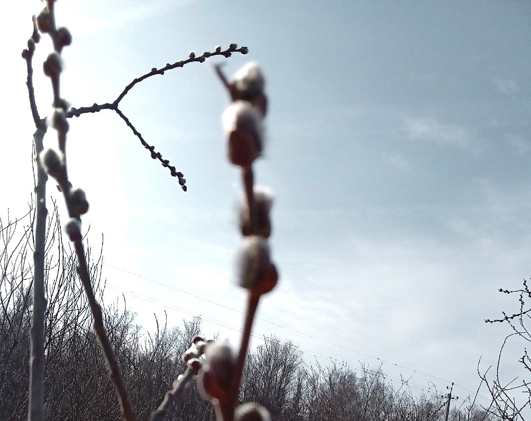 В лесу весеннем