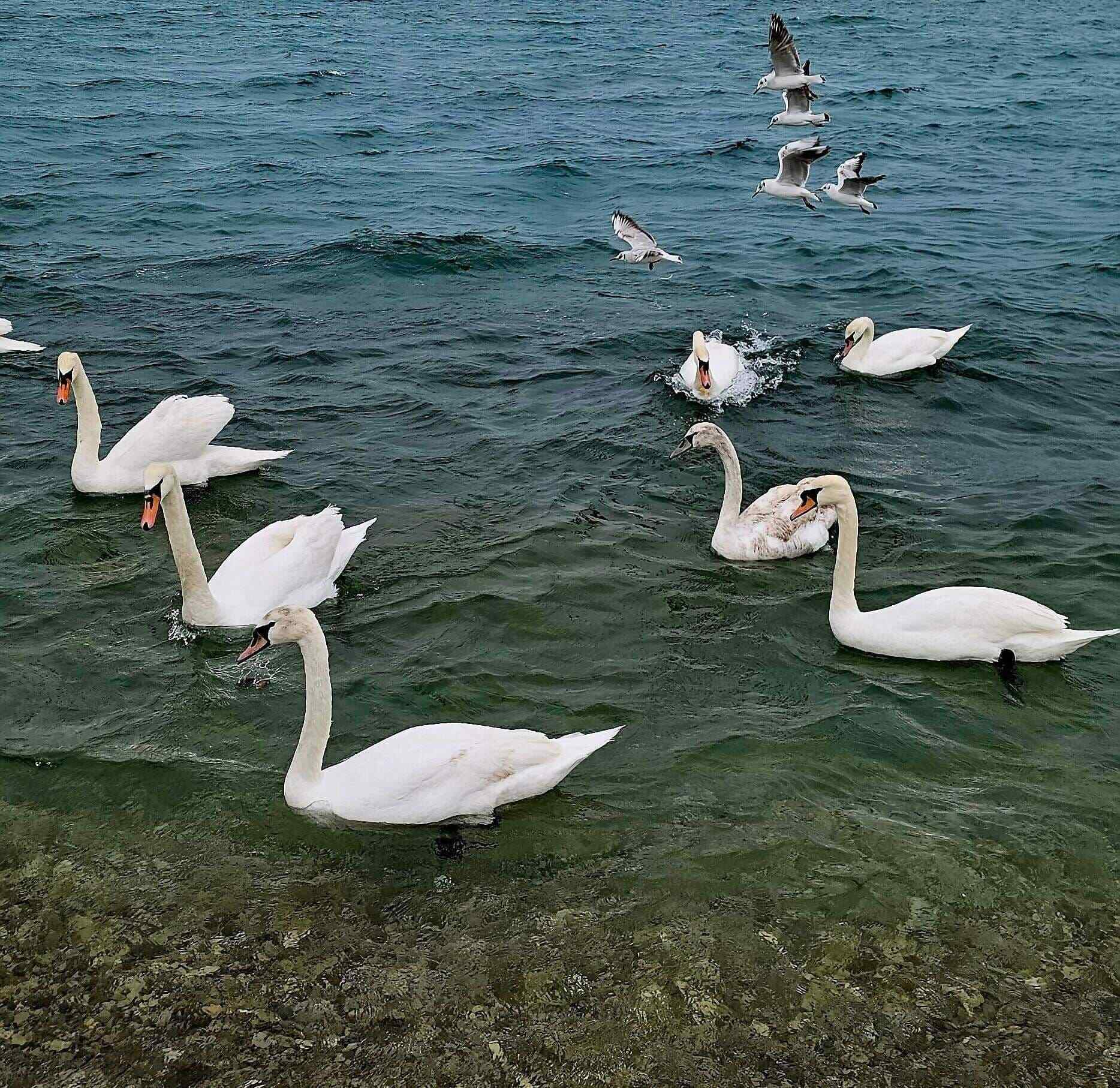 Стая лебедей