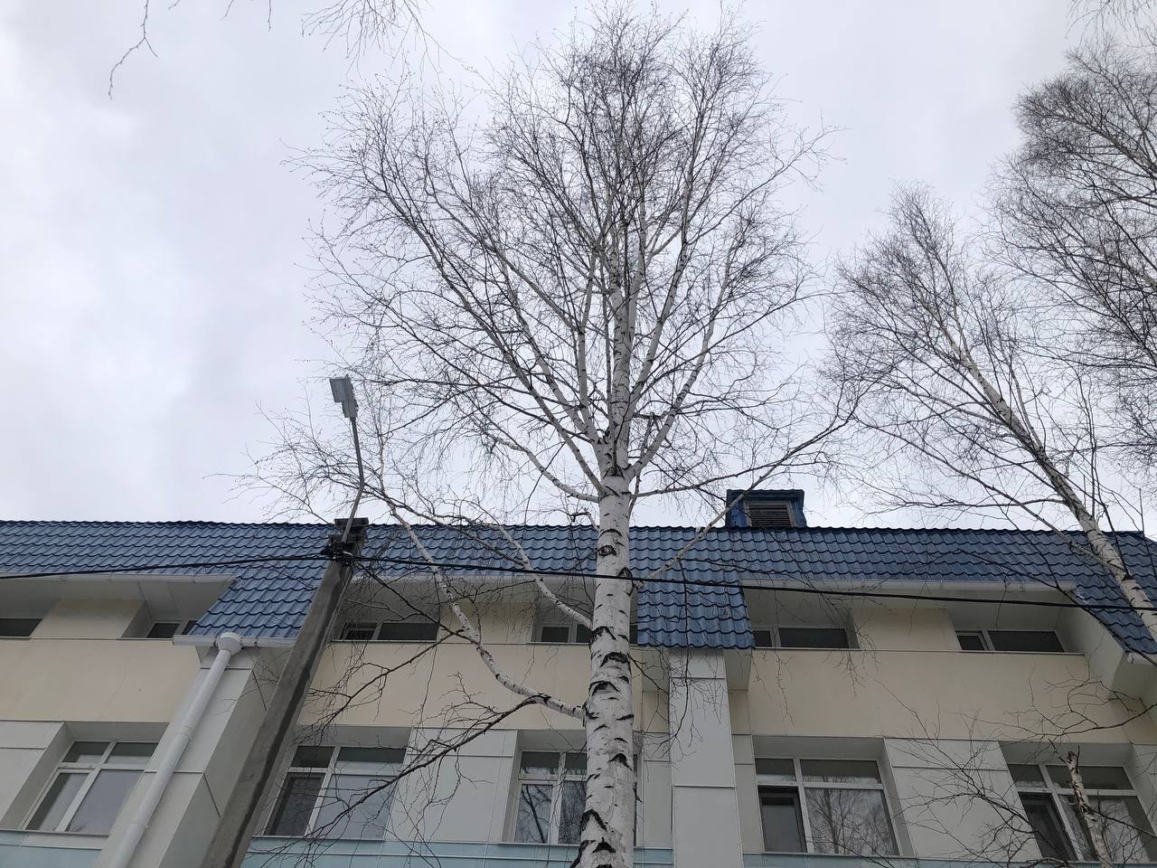 Поэма об Урае. Берёза