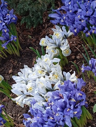 И к первому зацвёл апрелю...