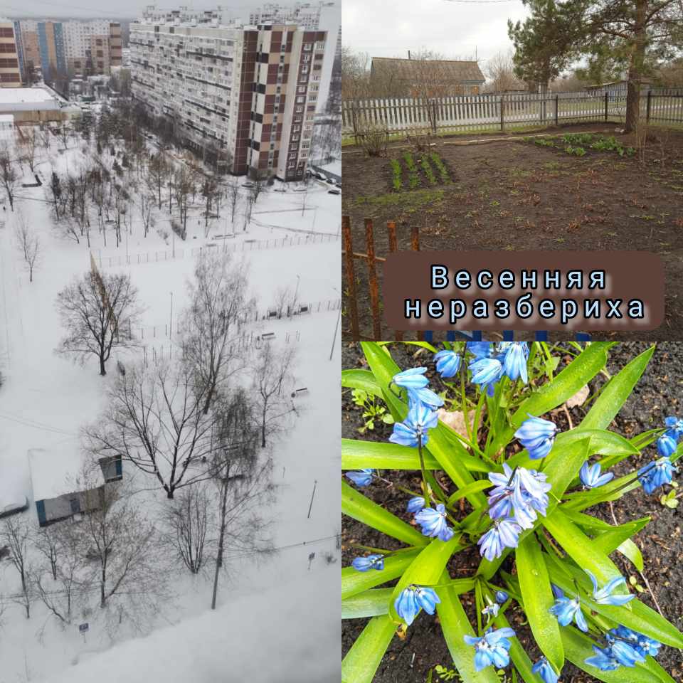 Весенняя неразбериха