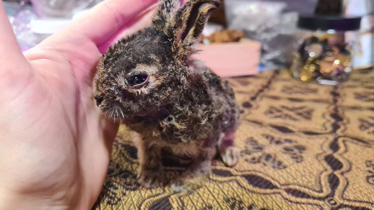 Поджигателям травы посвящается