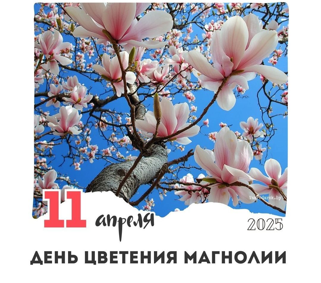 11 апреля - День цветения магнолий