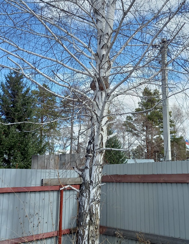 Молитва березе