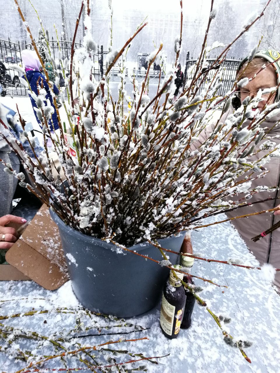 Снежная верба