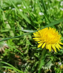 Утро чистою росою