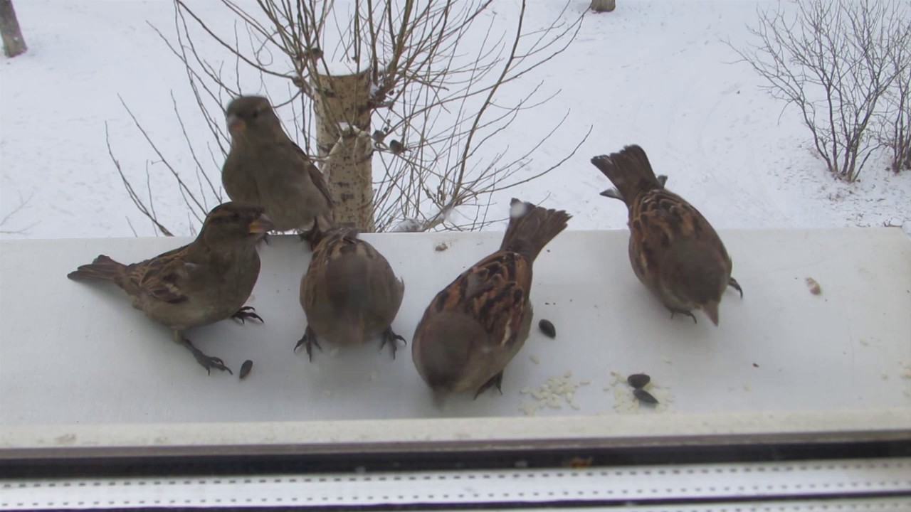 И ведь дружные какие-чай не русаки