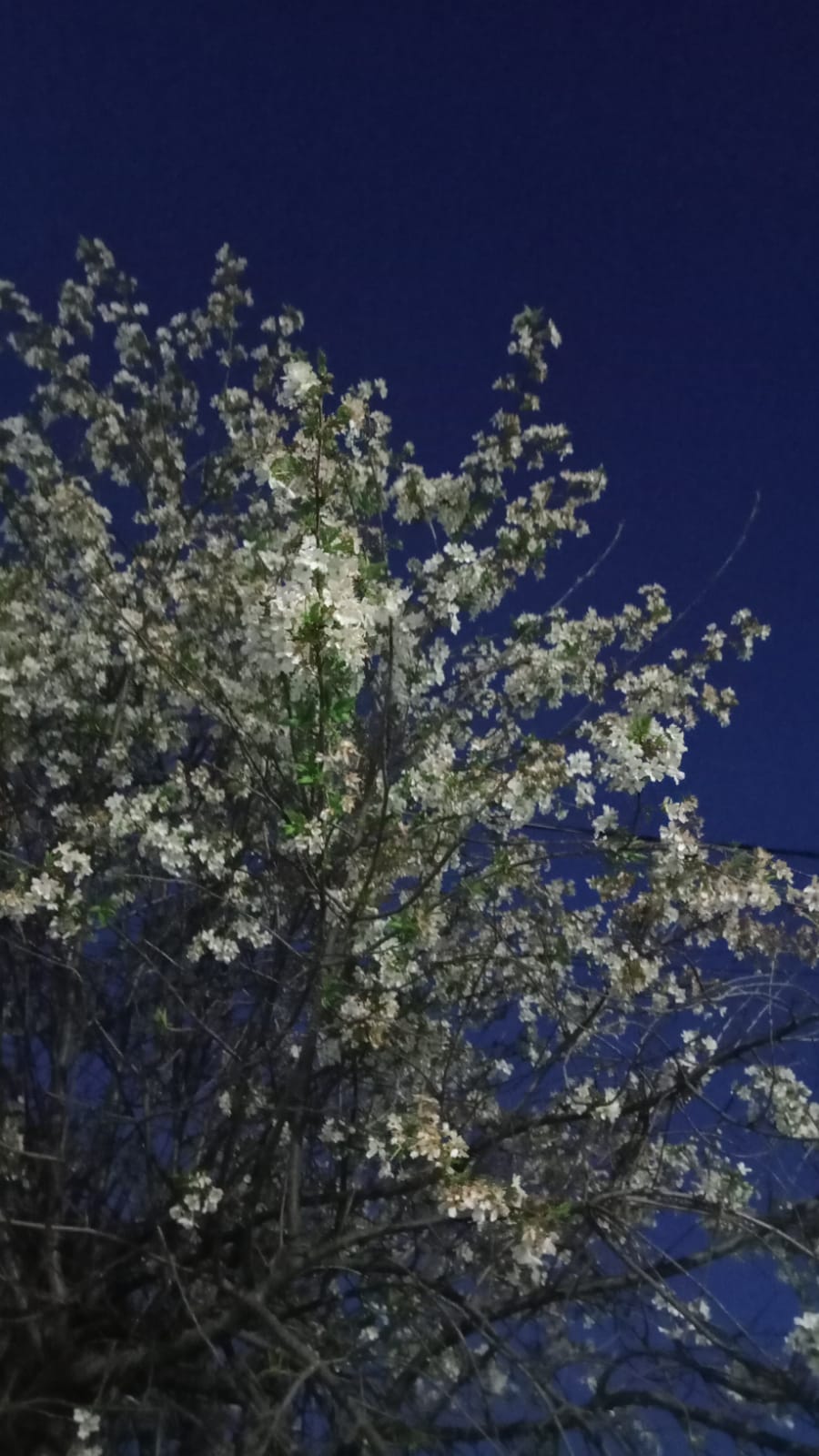 Эта песня поётся весной