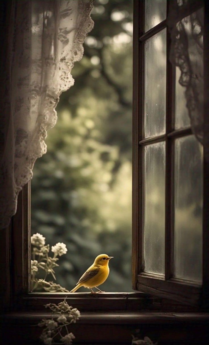 Жёлтая трясогузка, или плиска