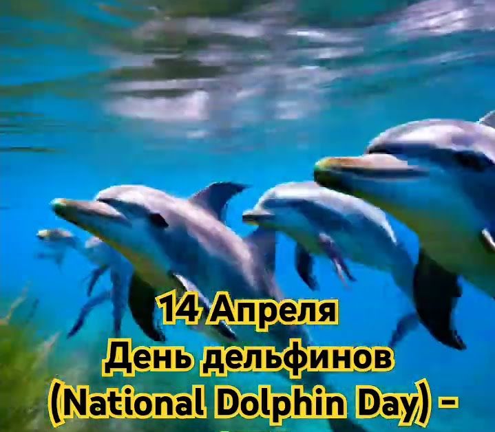 14 апреля - День дельфинов