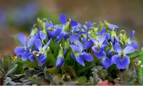 Весна в Сибири