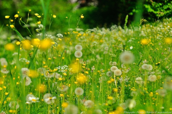 Косогор вчерашний лысый