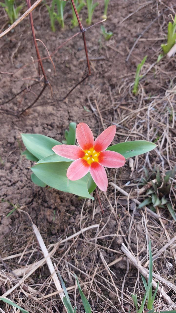 Приход весны