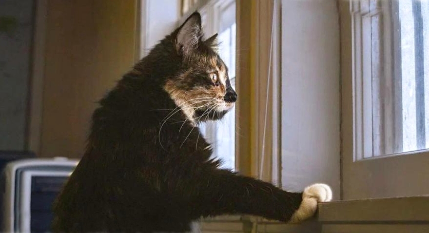 Снег падал так, что свежая листва...