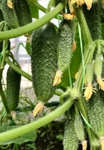 Подкормка огурцов крапивой