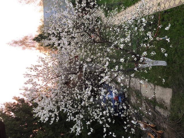 Моя вишня под окном