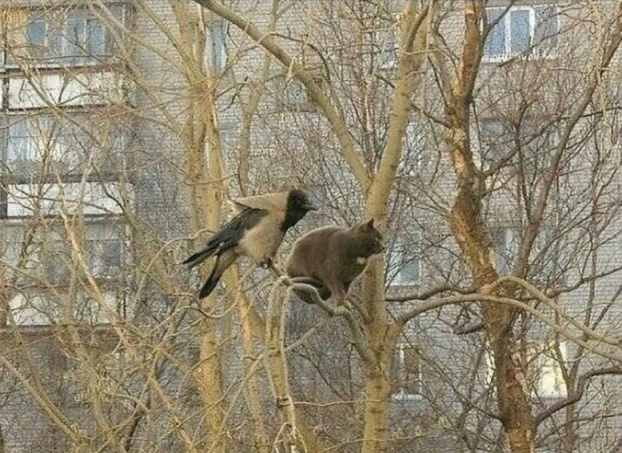 Сидела парочка