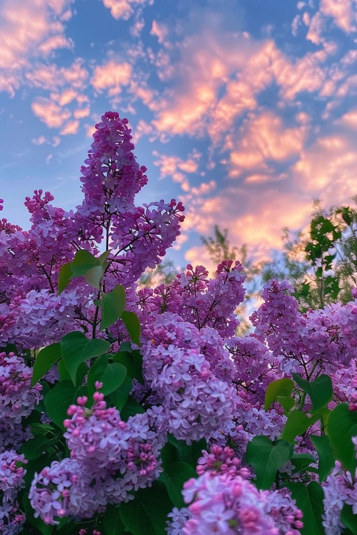 Весенняя сирень