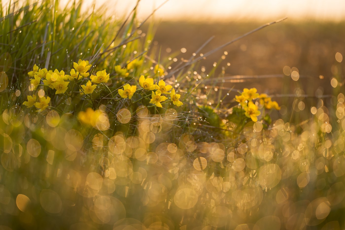 Солнечные зайчики
