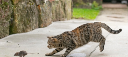 Ну зачем же кошке хвост?!