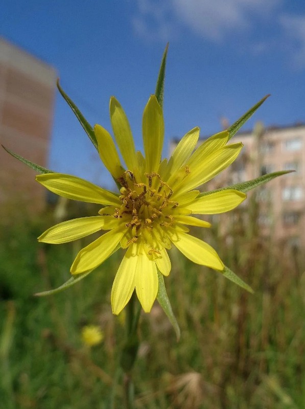 Козлобородник