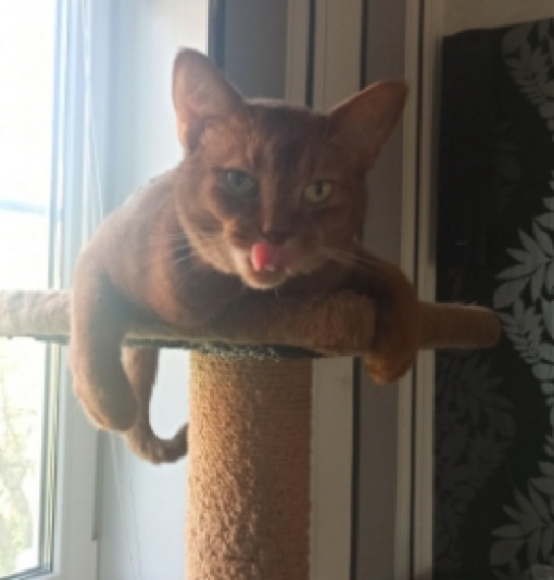 Пора кота на аватарку