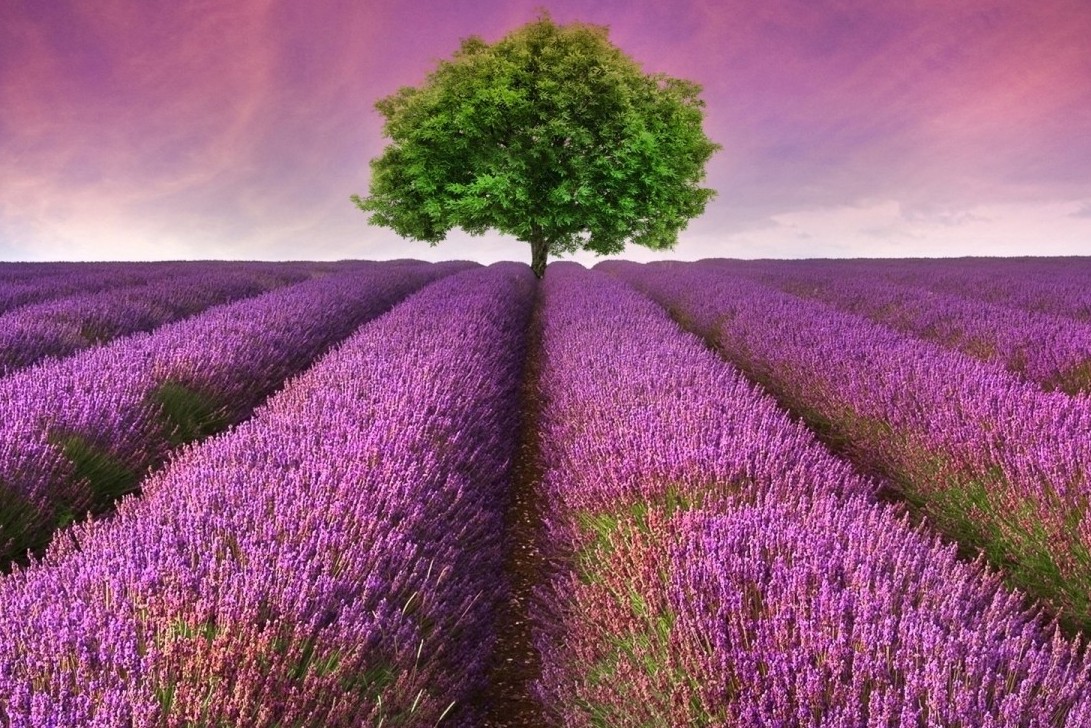 Земля, я знаю, принимает боль