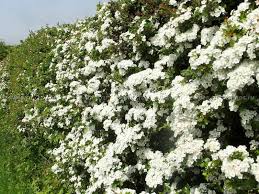 Когда цветет боярышник