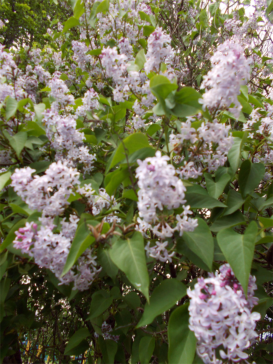 Хто ж мы гондэ с хахламы?