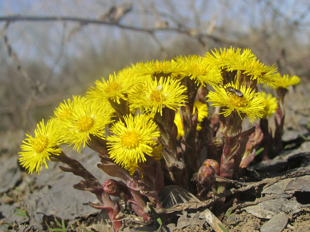 Мать-и-мачеха