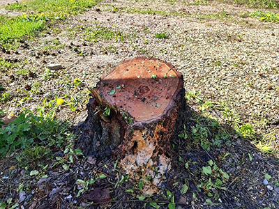 Здесь стояла берёзонька - дева