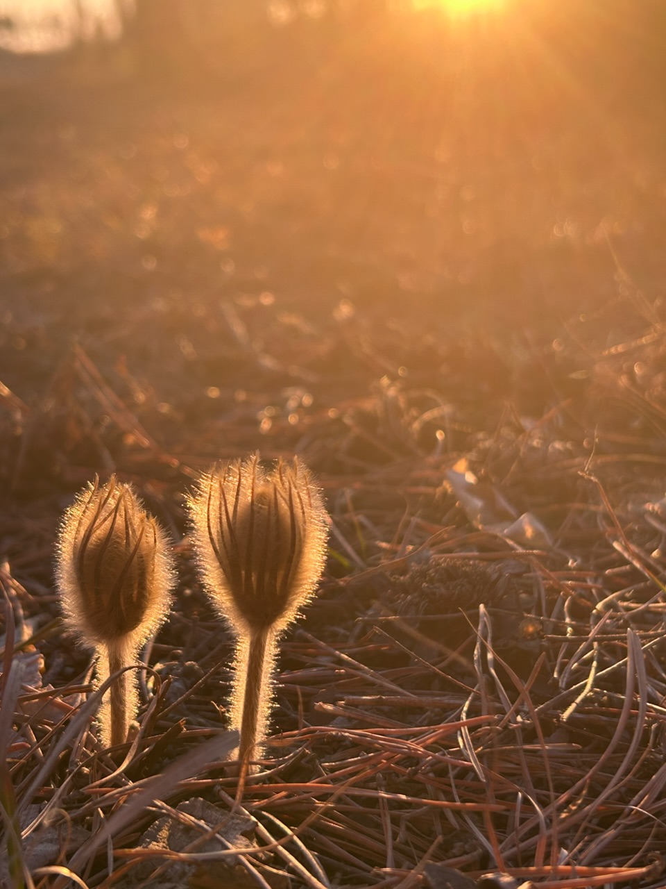 Магия Солнца